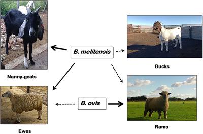 Frontiers Comparative Review of Brucellosis in Small Domestic